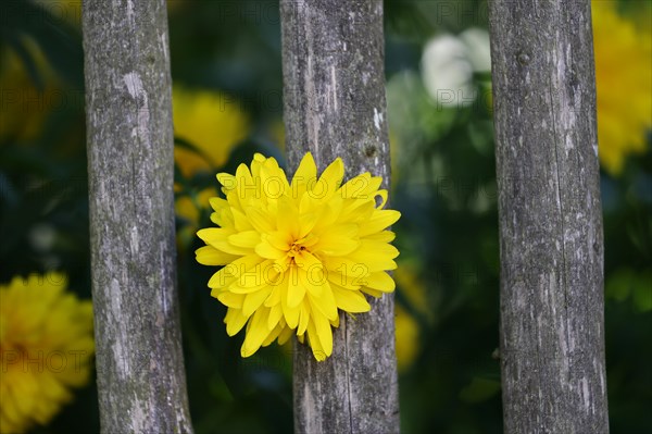 Yellow dahlia flower (Dahlia) growing through a grey weathered wooden garden fence, cottage garden, open-air museum Fladungen, Fladungen, Lower Franconia, Franconia, Bavaria, Germany, Europe