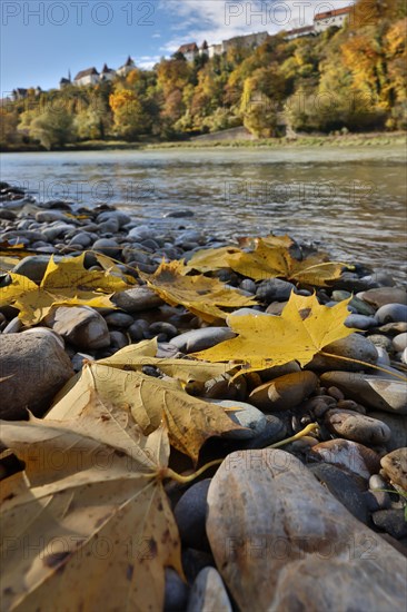 Yellow maple leaves lie on grey stones on the banks of a river in autumn, in the background a castle is enthroned on a wooded hill, Salzach, Burghausen, Upper Bavaria, Bavaria, Germany, Europe