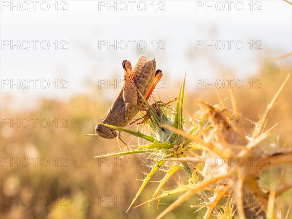 Grasshopper, Lopar, Rab Island, Croatia, Europe