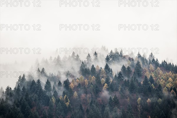 Autumn forest with fog and clouds, Freiburg im Breisgau, Black Forest, Baden-Wuerttemberg, Germany, Europe
