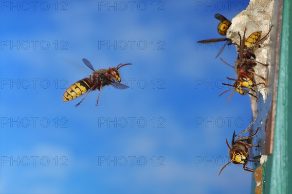 European hornet (Vespa crabro), worker flying to the nest with other workers at the entrance, flight photo, high-speed photo, North Rhine-Westphalia, Germany, Europe