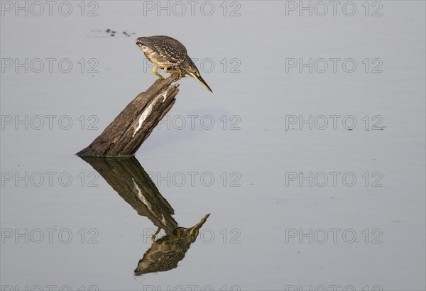 Mangrove heron (Butorides striata atricapilla), sitting on a tree stump in the water and lurking for prey, reflection, Kruger National Park, South Africa, Africa