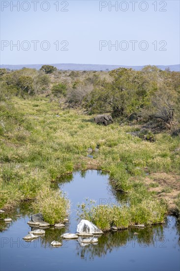 African elephant (Loxodonta africana) in an idyllic river landscape, Kruger National Park, South Africa, Africa