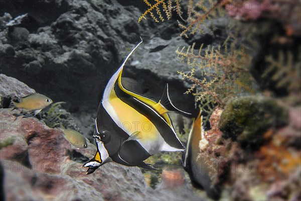 Halterfish (Zanclus cornutus, Wakatobi Dive Resort, Sulawesi, Indonesia, Asia