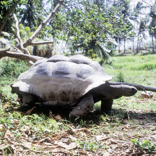 Seychelles, Fauna, Giant tortoise, Tortoises (Testudinidae), Africa