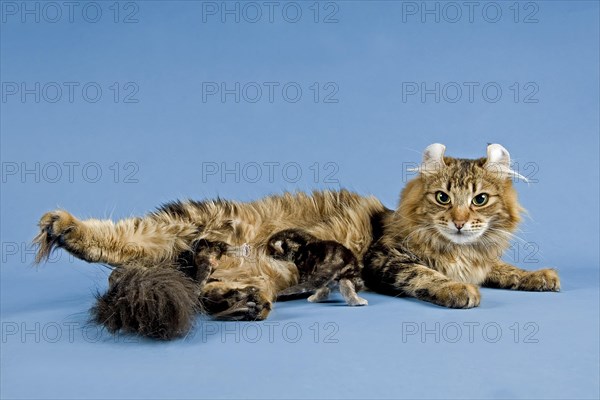 American-Curl Kitten, proud mother with kitten, studio shot
