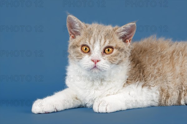Pedigree cat Selkirk Rex, kitten, age 10 weeks, colour lilac mackerel tabby white, animal portrait, studio photo