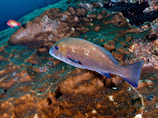 Orange-spotted sweetlips (Plectorhinchus flavomaculatus), Aliwal Shoal dive site, Umkomaas, KwaZulu Natal, South Africa, Africa