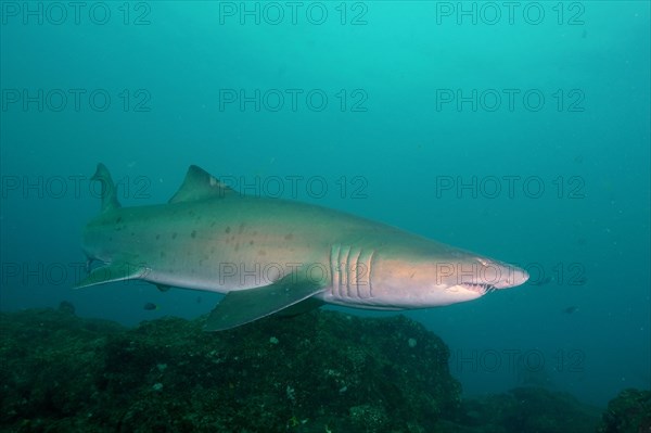 Sand tiger shark (Carcharias taurus) over the reef. Aliwal Shoal Dive Site, Umkomaas, KwaZulu Natal, South Africa, Africa