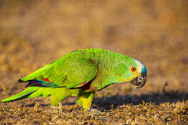 Blue-fronted Amazon (Amazona aestiva (Pantanal Brazil