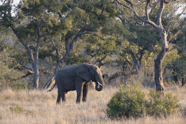 African elephant (Loxodonta africana), bull feeding, atmospheric evening light, Kruger National Park, South Africa, Africa