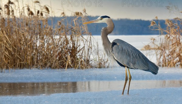 KI generated, animal, animals, bird, birds, biotope, habitat, one, individual, water, reed, winter, snow, blue sky, foraging, wildlife, seasons, heron, little blue heron (Egretta caerulea), Florida, Mexico, ice, Central America