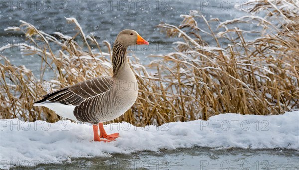 Ai generated, animal, animals, bird, birds, biotope, habitat, one, individual, ice, snow, winter, waters, reeds, blue sky, foraging, wildlife, seasons, greylag goose (Anser anser), goose, geese, geese birds