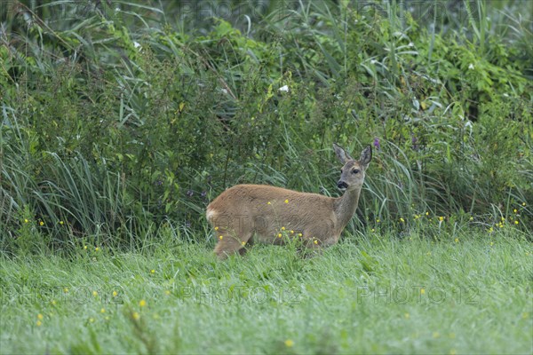 European roe deer (Capreolus capreolus), doe standing in a meadow, wildlife, Lower Saxony, Germany, Europe