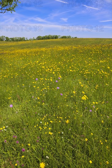 Flower meadow, landscape, yellow wildflowers, marsh marigold (Caltha palustris), meadow hawkweed (Hieracium caespitosum), field scabious (Knautia arvensis), summer mood, blue sky, clouds, nature near Neidlingen, Swabian Alb, Baden-Wuerttemberg, Germany, Europe