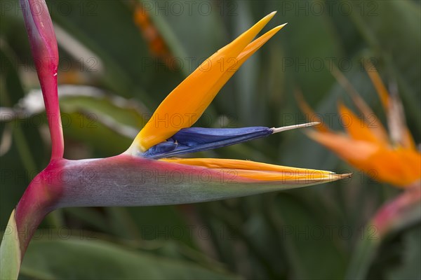 Flowering strelitzias (Strelitzia), Botanical Garden, Erlangen, Middle Franconia, Bavaria, Germany, Europe