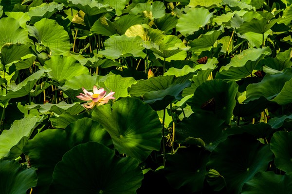 Beautiful water lily surrounded by large green lily pad leaves in shade on sunny morning