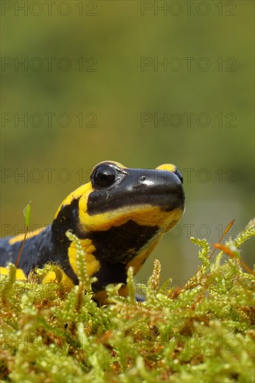 Fire salamander (Salamandra salamandra), running over moss, looking into the camera, animal portrait, wildlife, North Rhine-Westphalia, Germany, Europe