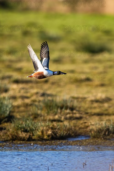 Northern Shoveler, Spatula clypeata, male in flight over marshes at winter