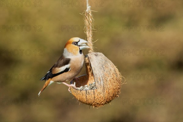 Hawfinch with food in beak sitting on food dish looking right