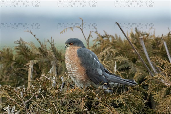 Male sparrowhawk sitting in garden hedge looking left against blue sky