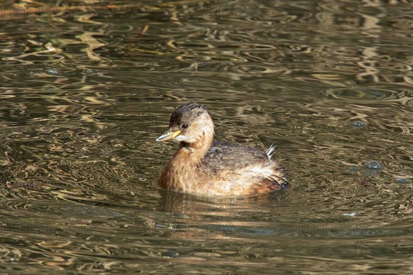 Little grebe swimming in water looking left