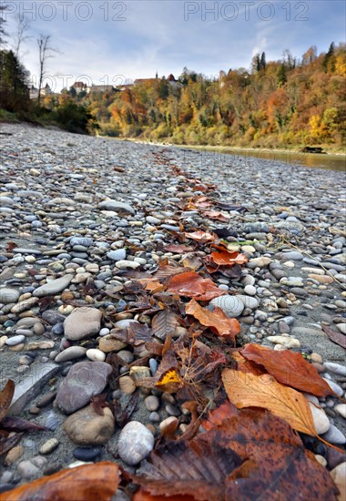 Red beech leaves lie in a row on grey stones by a river in autumn, in the background a castle towers on a wooded hill, Salzach, Burghausen, Upper Bavaria, Germany, Europe
