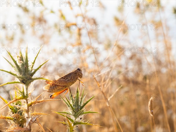 Grasshopper, Lopar, Rab Island, Croatia, Europe