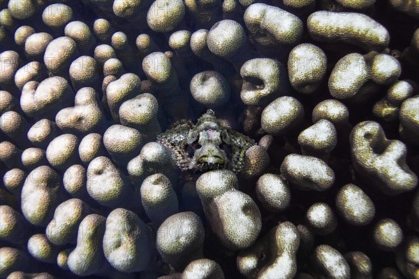 Papuan scorpionfish, (Scorpaenopsis papuensis), in stony coral (Montastrea annularis), Wakatobi Dive Resort, Sulawesi, Indonesia, Asia