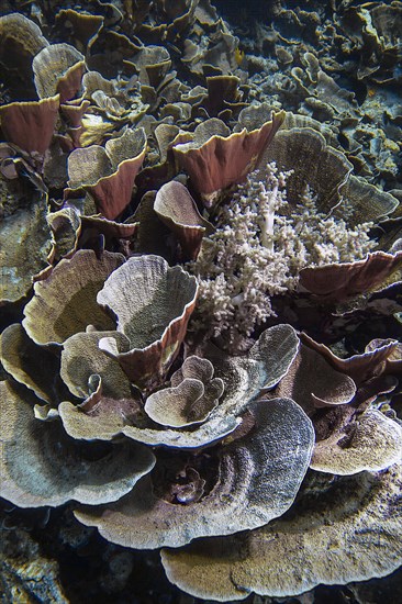 Small polyp stony coral, (Montipora mactanensis), and soft coral, Wakatobi Dive Resort, Sulawesi, Indonesia, Asia