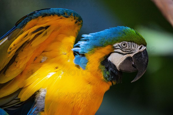 Blue and yellow macaw (Ara ararauna) Pantanal Brazil