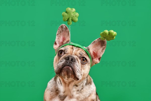 Merle French Bulldog dog wearing St. Patrick's Day shamrock costume headband on green background