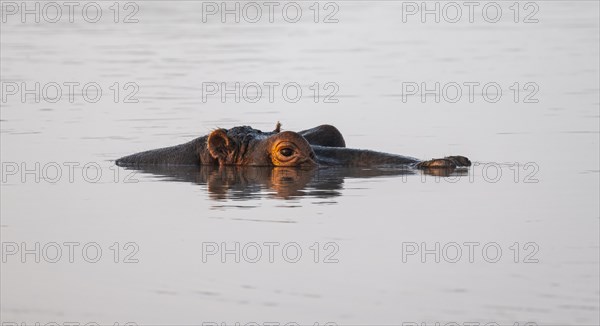 Hippopotamus (Hippopatamus amphibius) in the water at sunset with reflection, adult, animal portrait, eyes nose and ears looking out of the water, Sabie River, Kruger National Park, South Africa, Africa