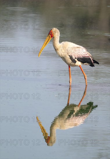 Yellow-billed stork (Mycteria ibis) in water with reflection, at sunrise, Sunset Dam, Southern Kruger National Park, Kruger National Park, South Africa, Africa