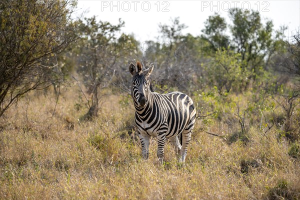 Plains zebra (Equus quagga) in dry grass, African savannah, Kruger National Park, South Africa, Africa