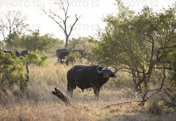 African buffalo (Syncerus caffer caffer), herd in dry grass, African savannah, Kruger National Park, South Africa, Africa