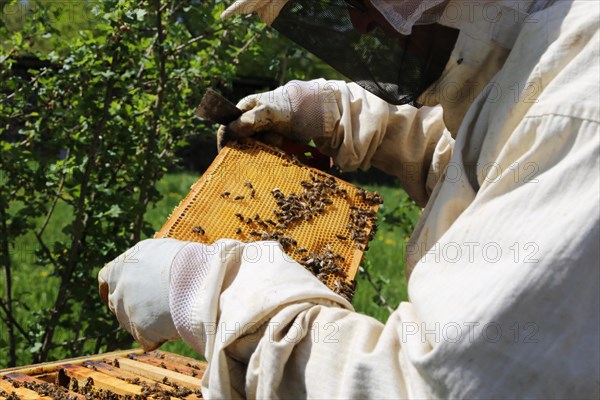 Beekeeper works on his hive