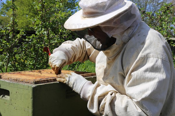 Beekeeper works on his hive