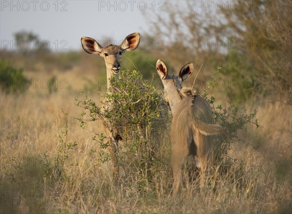 Greater Kudu (Tragelaphus strepsiceros), two adult females feeding on leaves on a bush, Kruger National Park, South Africa, Africa
