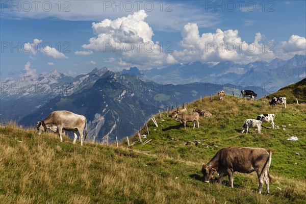 Cows on the Niederbauen, Lake Lucerne, Canton Uri, Switzerland, Lake Lucerne, Uri, Switzerland, Europe