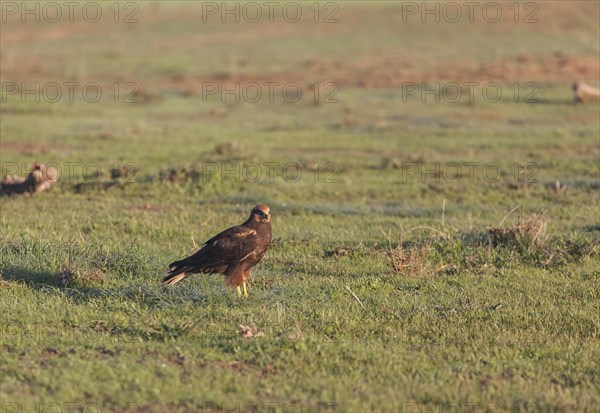 Western marsh-harrier (Circus aeruginosus), Extremadura, Castilla La Mancha, Spain, Europe