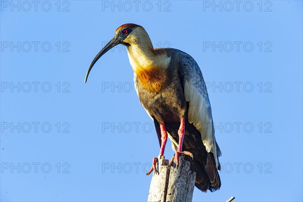 White-necked Ibis (Theristicus caudatus hyperorius) Pantanal Brazil