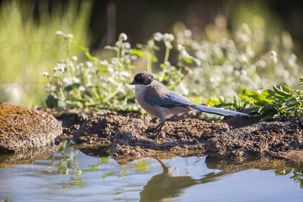 Blue magpie (Cyanopica cooki), Extremadura, Castilla La Mancha, Spain, Europe