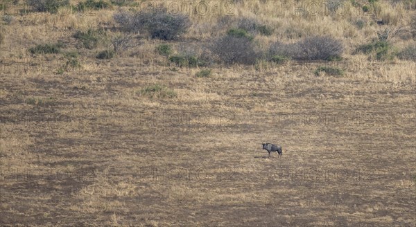 Blue wildebeest (Connochaetes taurinus) in dry savannah, from above, Kruger National Park, South Africa, Africa
