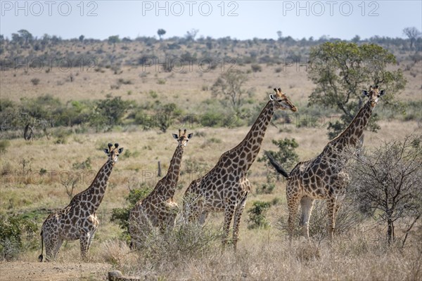 Four southern giraffes (Giraffa giraffa giraffa), standing in a row, African savannah, Kruger National Park, South Africa, Africa