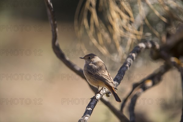 Common redstart (Phoenicurus phoenicurus), female, Extremadura, Castilla La Mancha, Spain, Europe