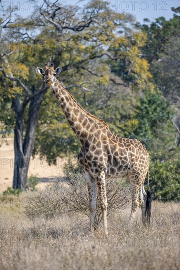 Southern giraffe (Giraffa giraffa giraffa), standing in dry grass, African savannah, Kruger National Park, South Africa, Africa
