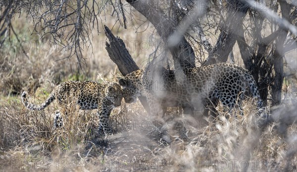 Leopard (Panthera pardus) sitting, mother and young head to head, loving, Kruger National Park, South Africa, Africa
