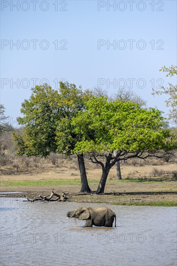 African elephant (Loxodonta africana), bull drinking, standing in the water at a lake, Kruger National Park, South Africa, Africa
