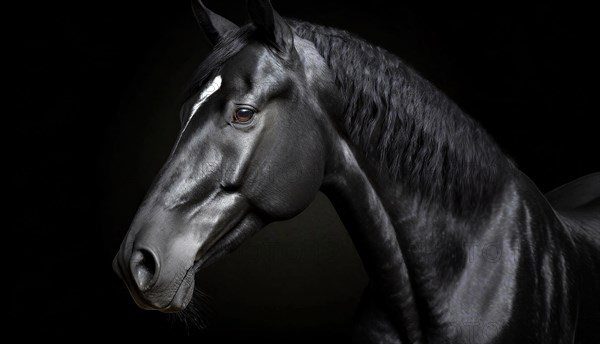 Black horse with white blaze in front of black background, studio shot, portrait, AI generated, AI generated